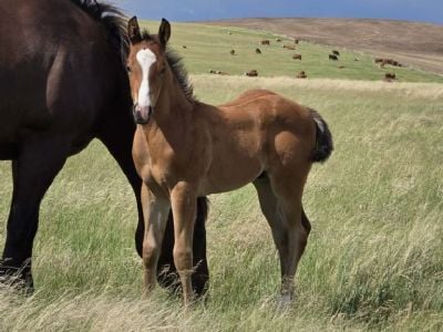 Paddys Gin Stones JW<BR>AQHA PENDING